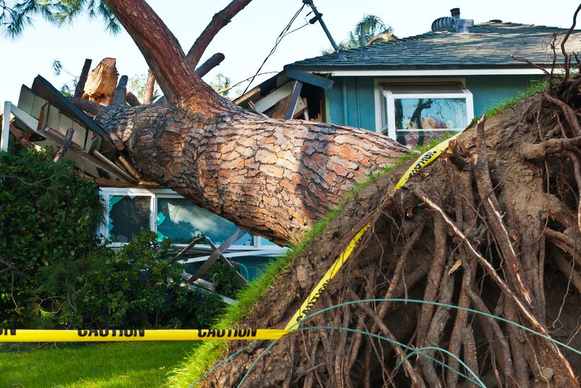 What to do if a tree falls on your house.