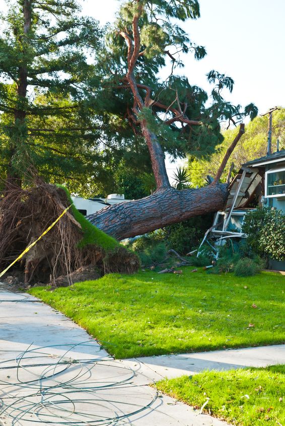 What to do if a tree falls on your house.