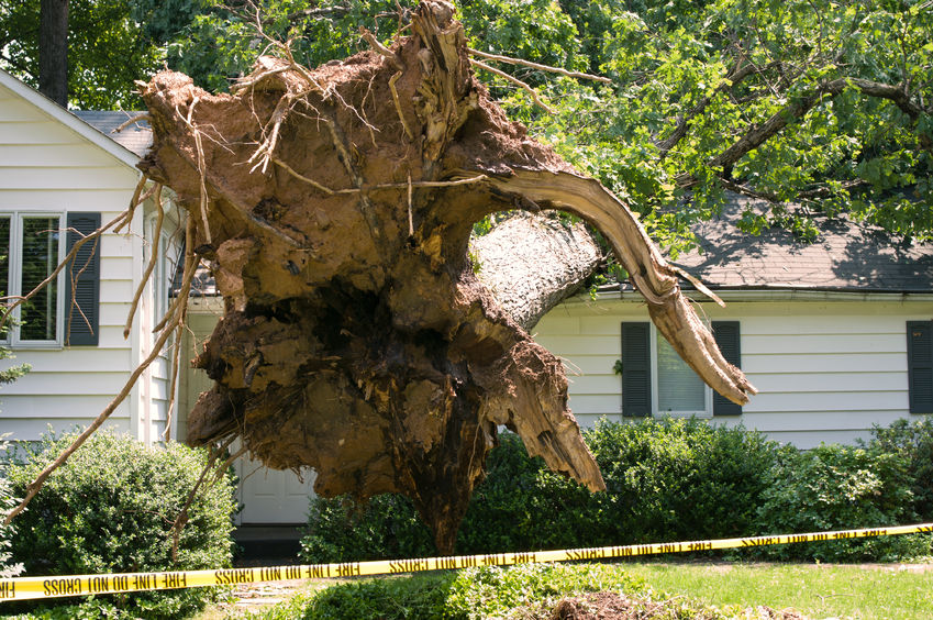 And sometimes, trees fall on houses in northern Virginia.
