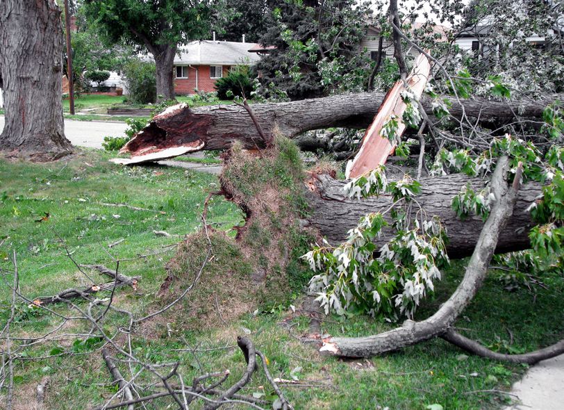 Sometimes, trees fall in northern Virginia.